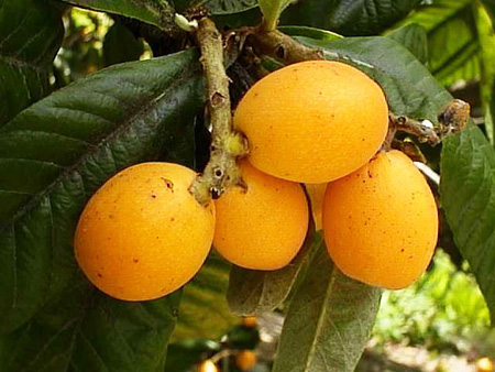Användbara egenskaper hos medlar, applikation i medicin
