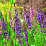 Användbara egenskaper hos salvia Användbara egenskaper hos salvia