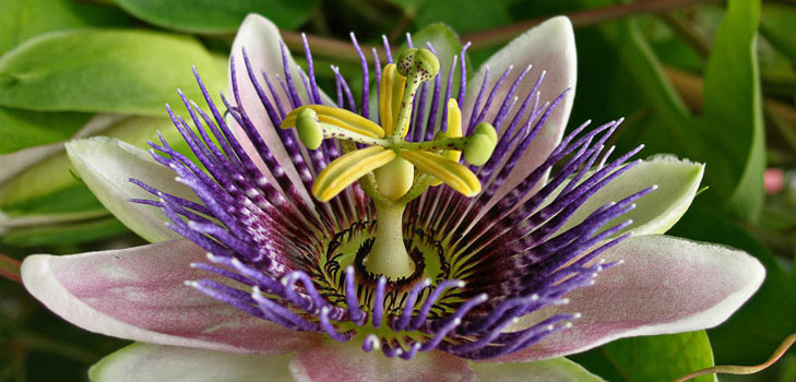 Applicering av passionflower i medicin (med foto)
