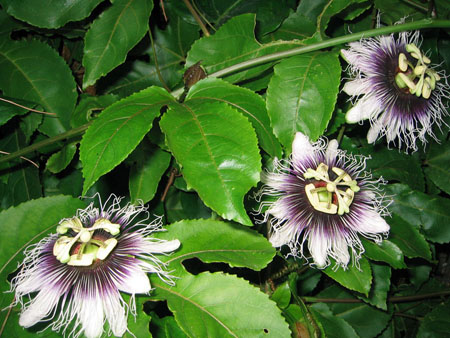 Applicering av passionflower i medicin (med foto)