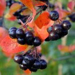 Egenskaper av Chokeberry Ashberry Egenskaper av Chokeberry Ashberry