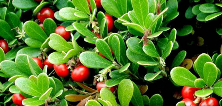 Bearberry: medicinska egenskaper, applikation, foto