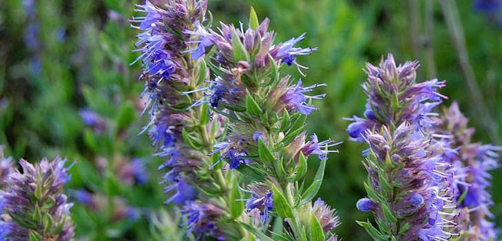 Hyssop ört: medicinska egenskaper, applikation i medicin