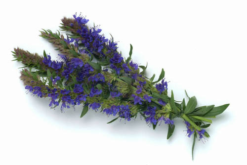 Hyssop ört: medicinska egenskaper, applikation i medicin