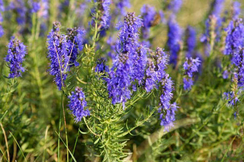 Hyssop ört: medicinska egenskaper, applikation i medicin